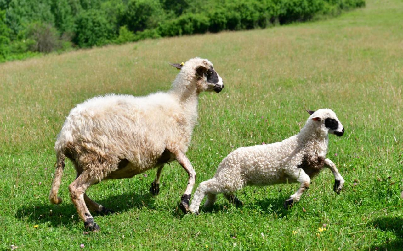 Natura Hause Rakovica Dış mekan fotoğraf